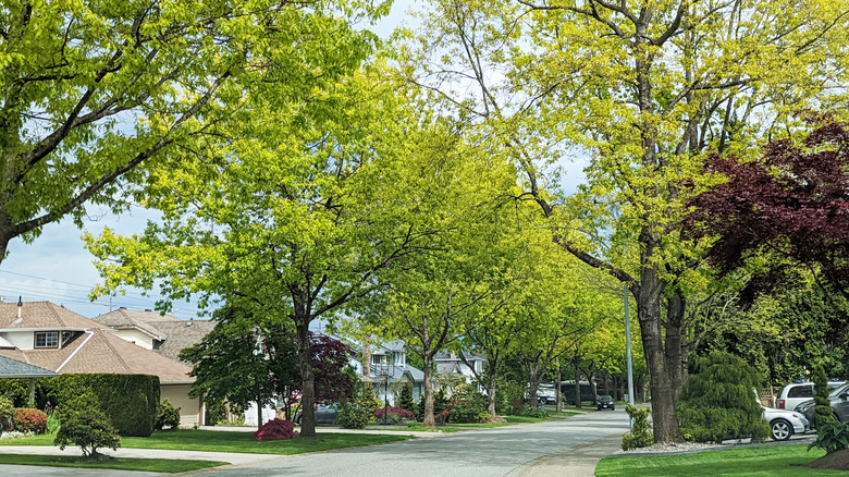 Giant oak trees planted near houses on a street