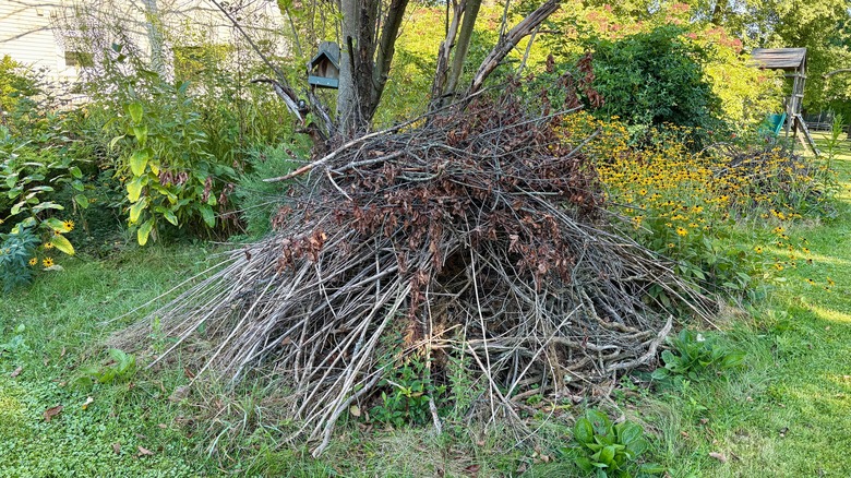 A brush pile at the base of a tree in a yard