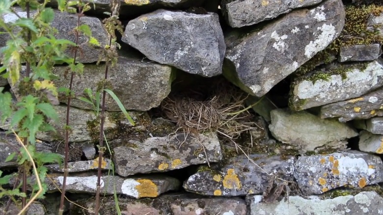 A rock wall in a yard with moss between the stones