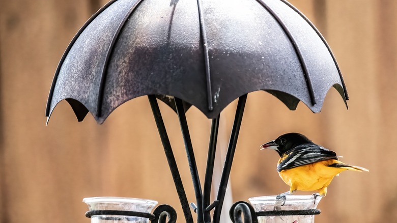 Bird eating food from a feeder with a built-in umbrella
