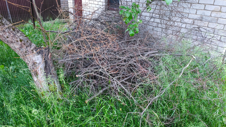 Dry branches piled near a tree in a haphazard format