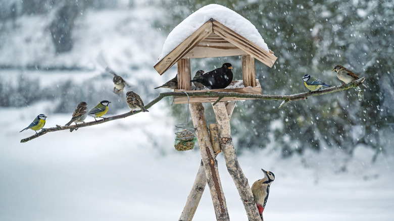 Varied birds perched on a logs of a feeder house amidst snowfall