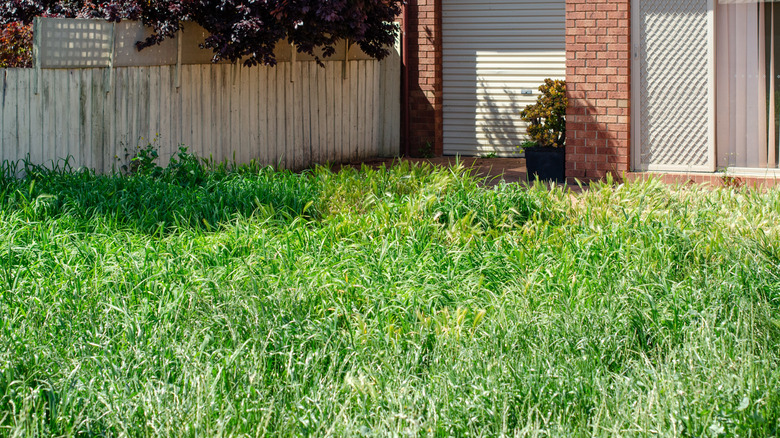 Tall, unpruned green grass in a backyard