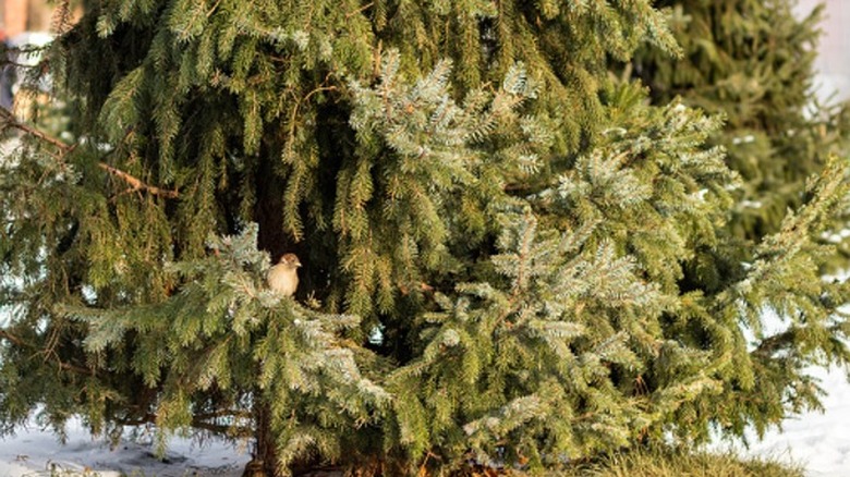 A bird hiding in the branches of a spruce tree