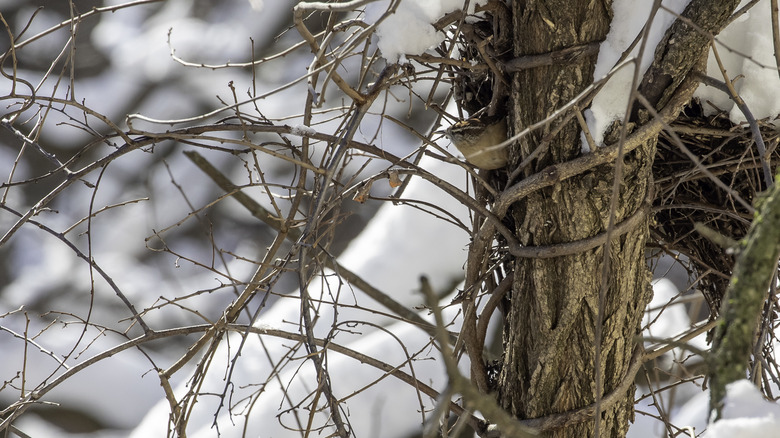A bird's nest on a dead tree against a snowy backdrop