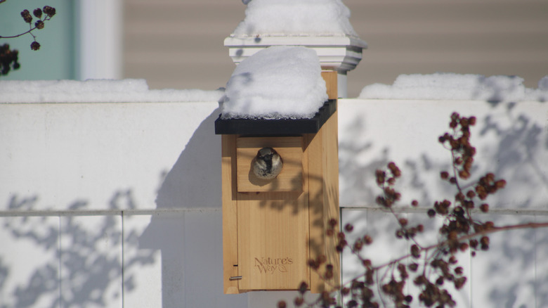 A sparrow nesting inside a birdhouse in winter