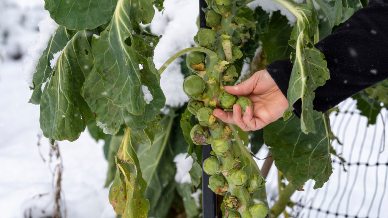 gardener picking brussels sprouts covered in snow in winter