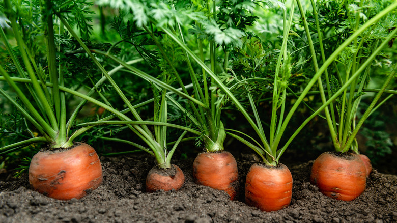 Carrots growing in the garden