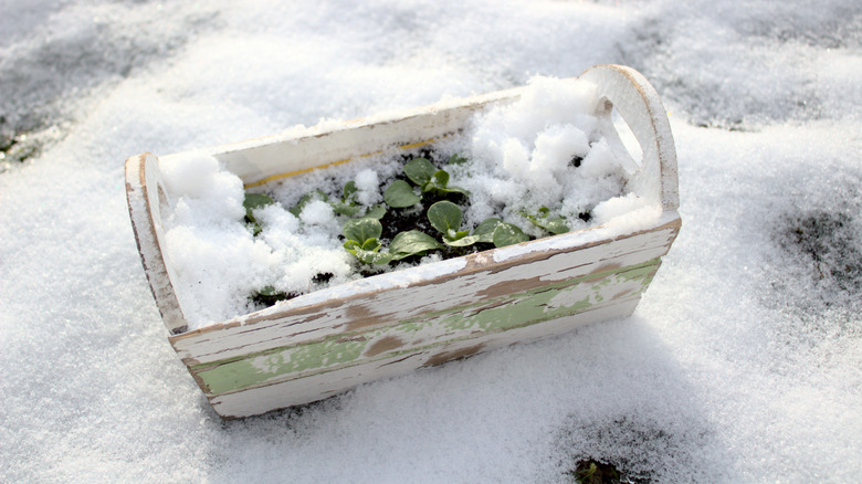 lambs lettuce growing in trough in winter