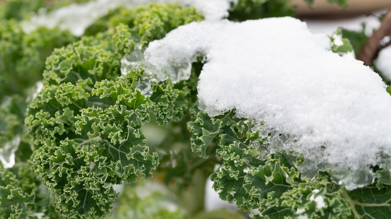 Curly kale under snow