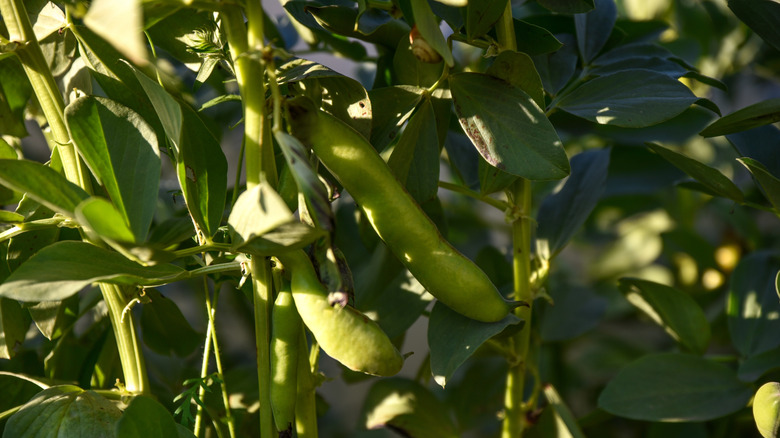Fava bean plant with beans