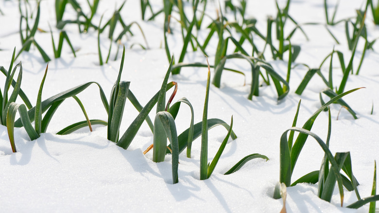 garlic growing in winter covered in snow