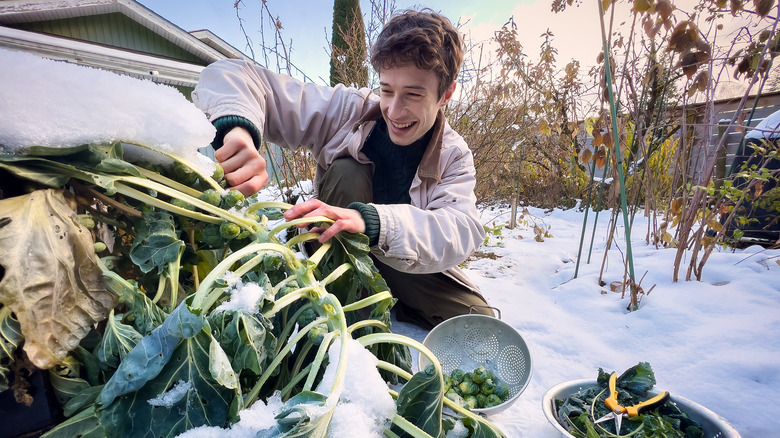 Man harvesting sprouts in winter