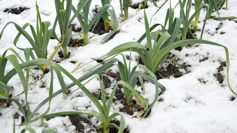 Leeks growing in snow