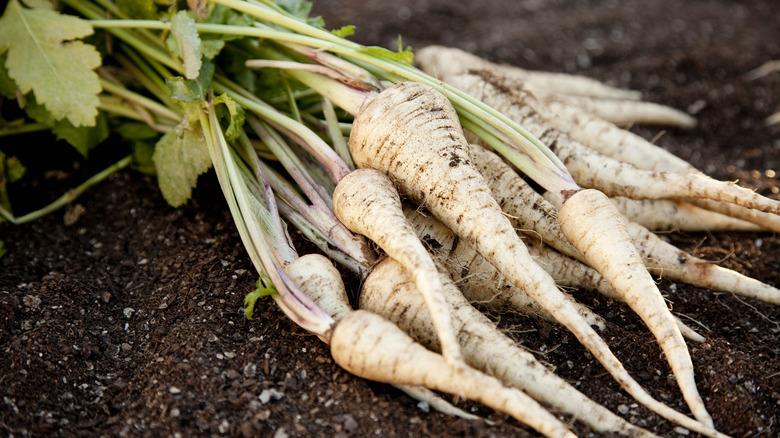 Freshly harvested parsnips laying on soil