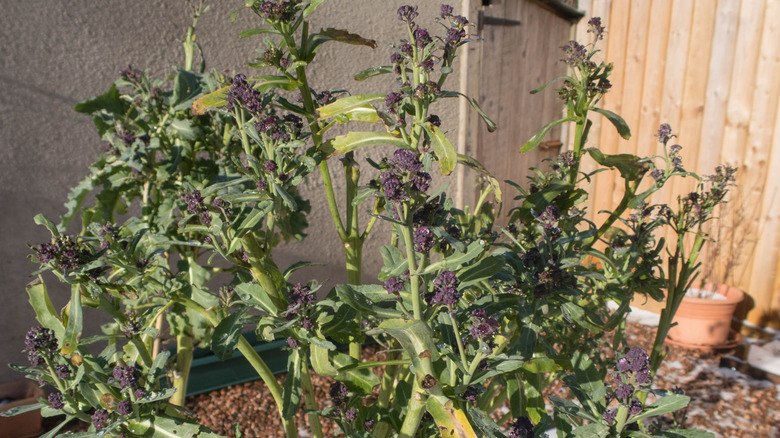 Purple sprouting broccoli plant