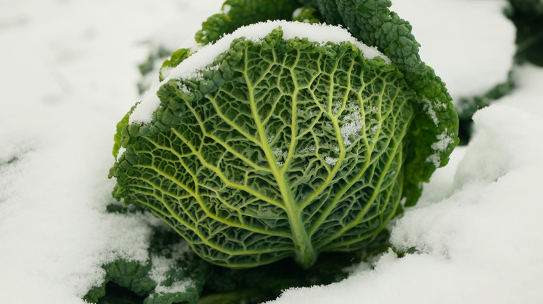 savoy cabbage growing in winter covered in snow