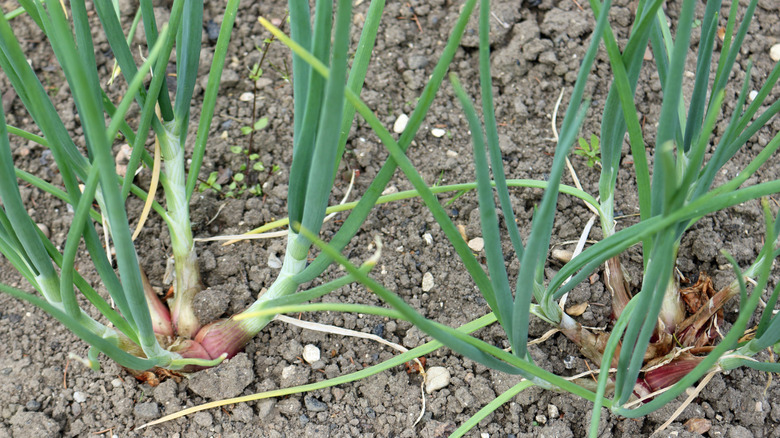 Shallots growing in soil