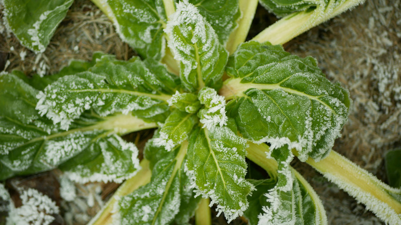 Swiss chard in winter