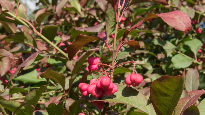pinkish-green Eastern wahoo leaves and bright pink seed capsules