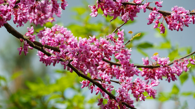 a close-up of an eastern redbud tree branch covered in small pink flowers