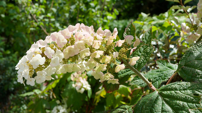 a close-up of an oakleaf hydrangea's clustered white flowers