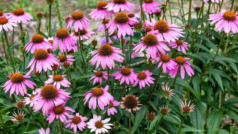 purplish coneflowers in bloom