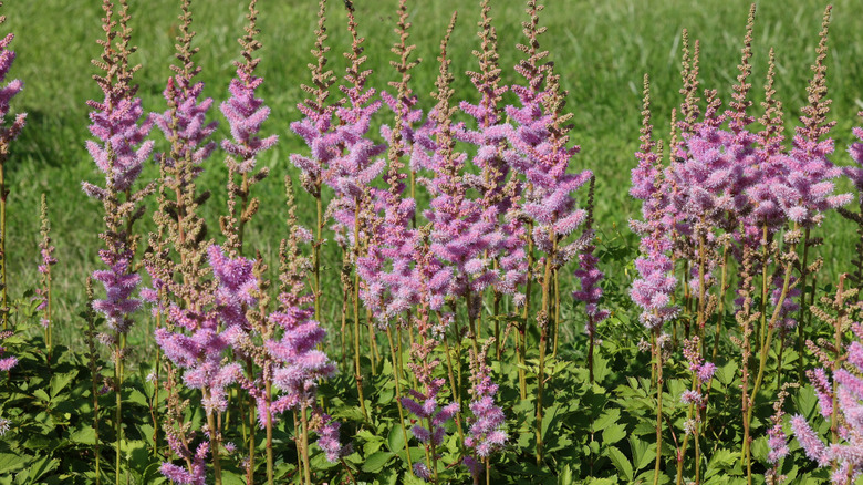 purple false goat's beard flowers growing in yard