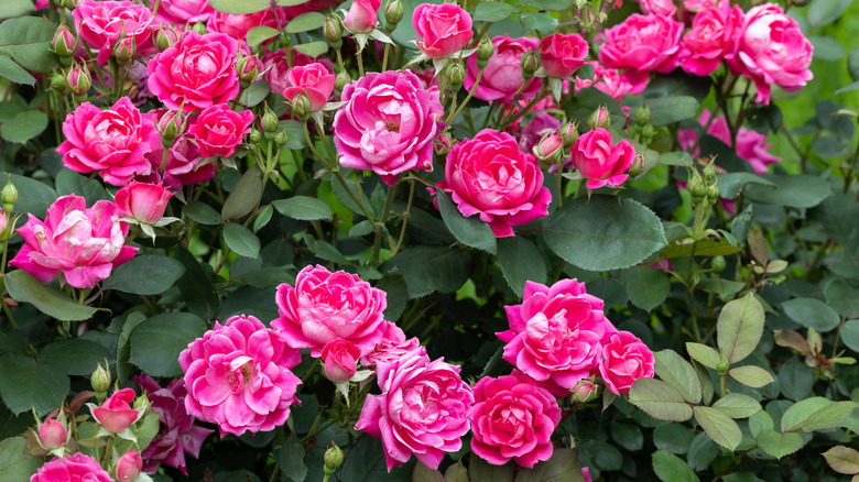 several pink flowers on a 'Knock Out' rose bush