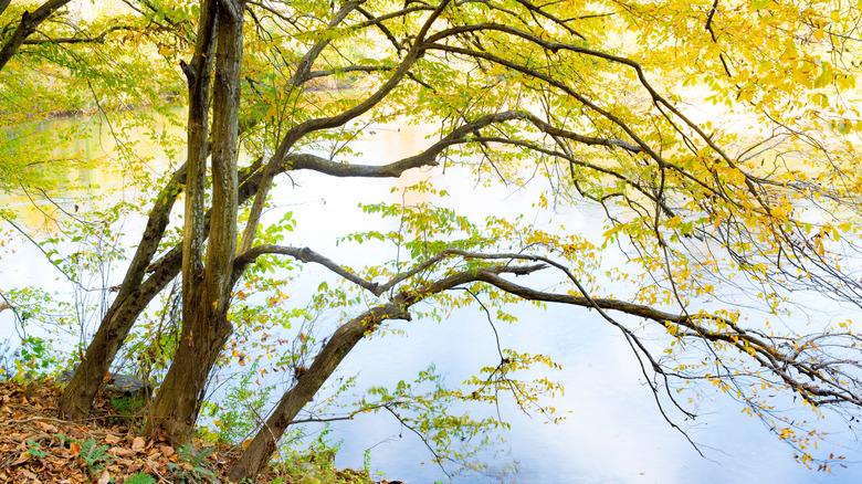an American hornbeam tree growing near the water's edge
