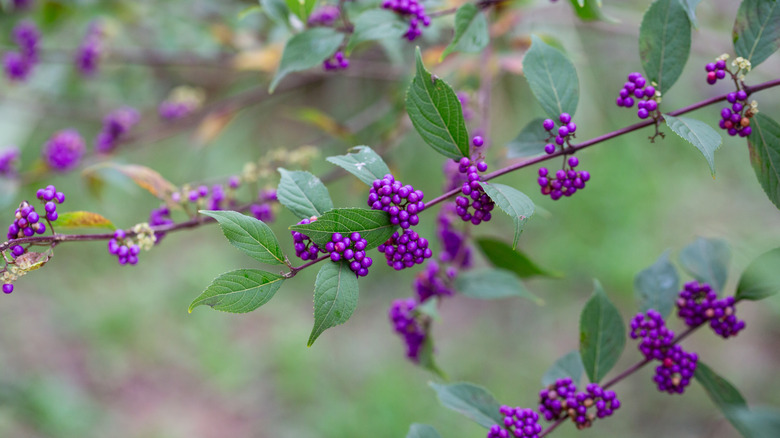a close-up of beautyberry's clusters of purple berries on branches
