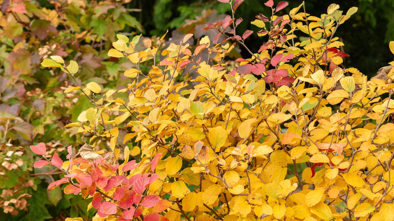 vibrant yellow and red leaves on a dwarf fothergilla shrub