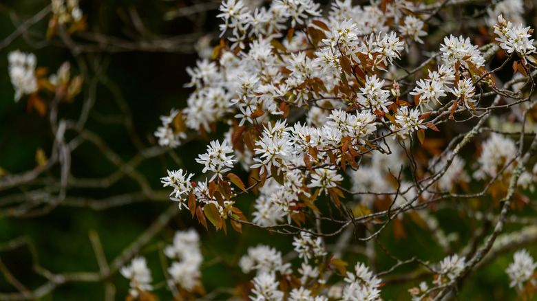serviceberry tree branches with white flowers and bronze leaves