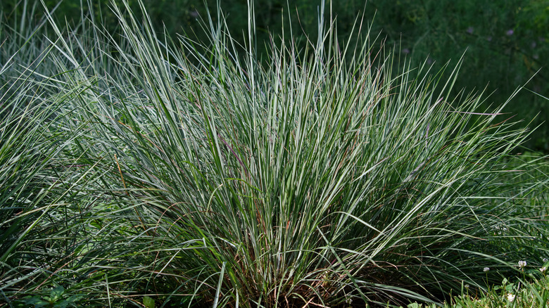 little bluestem grass growing in the yard