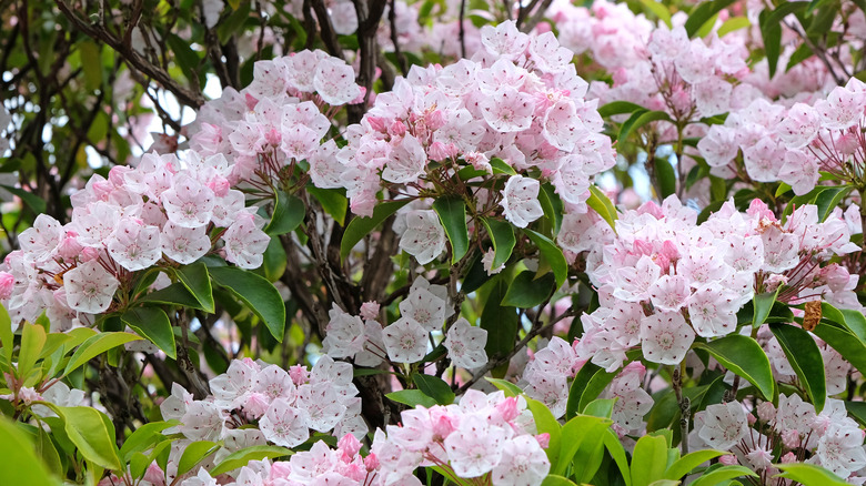 mountain laurel in bloom