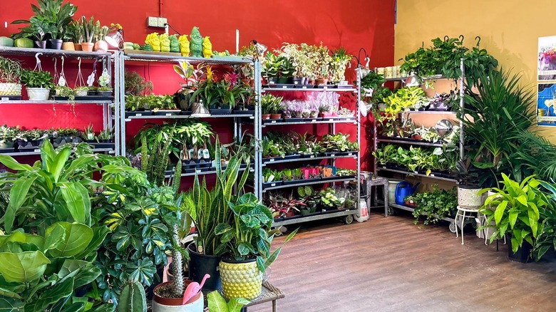 Collection of live plants inside of an Ace, a few cute gnome planters also on the shelves