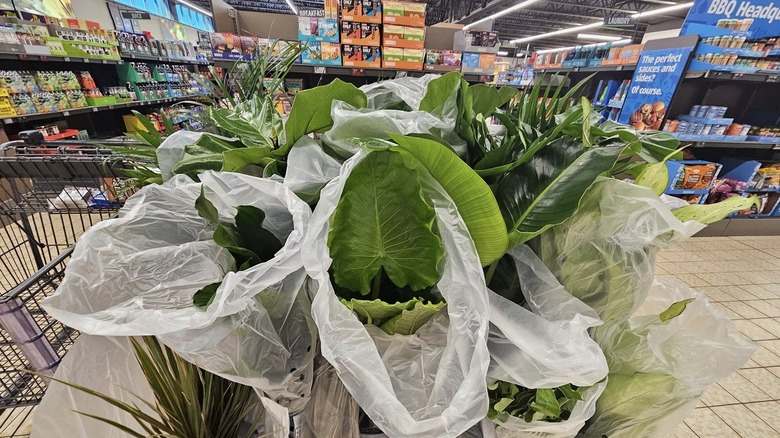 Large plants including fiddle-leaf figs and dieffenbachia on display at front of Aldi store
