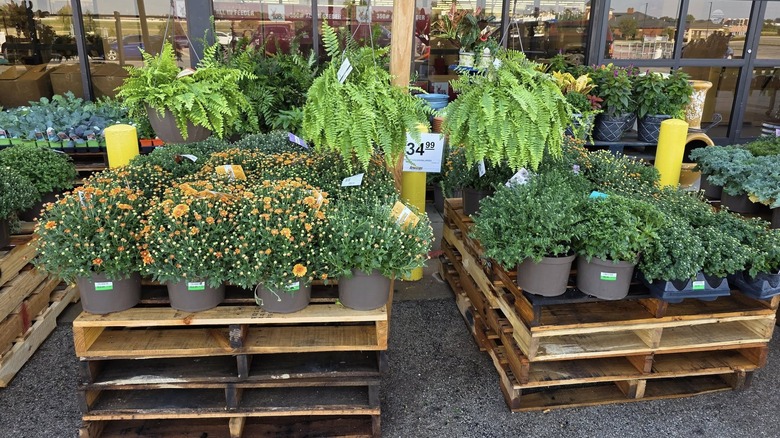 View of an exterior of an Atwoods store with various plants for sale outside