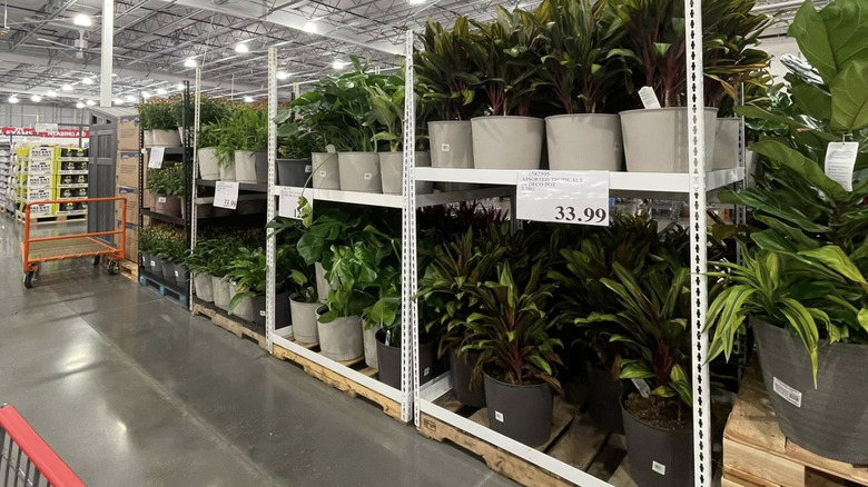 View of Costco warehouse interior with tall plants for sale