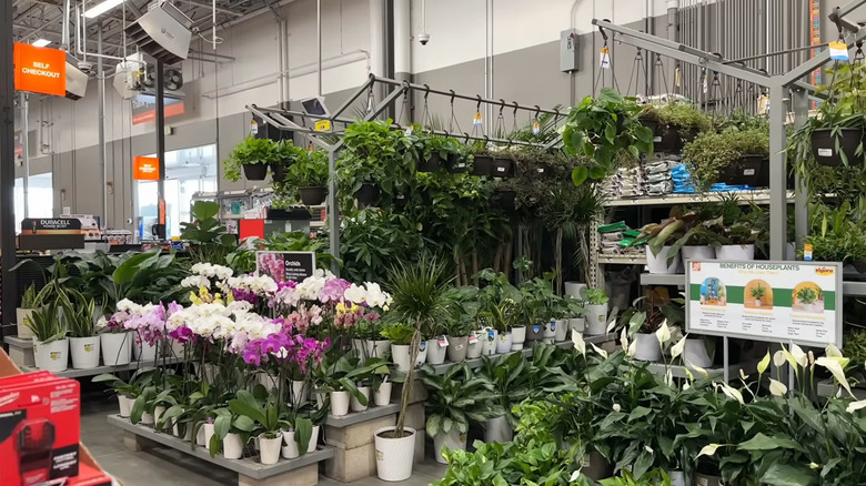 Large collection of houseplants, both hanging and on shelves, in a Home Depot near the self-checkout area