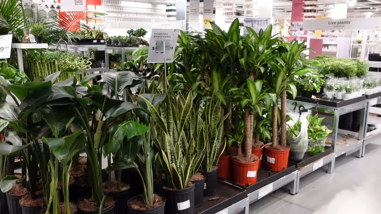 View of the live plant section inside an IKEA store, a sign for the section above a selection of small plants