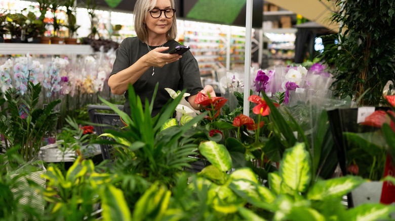 Older woman with glasses holds her phone and looks over the selection of plants in a store