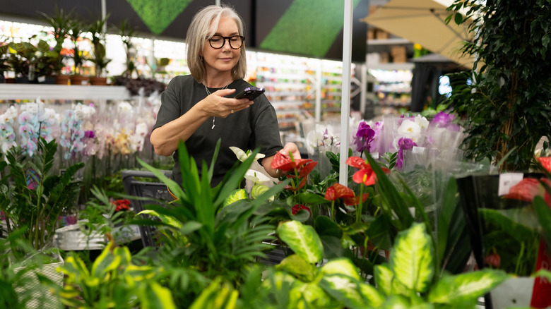 Older woman with glasses holds her phone and looks over the selection of plants in a store