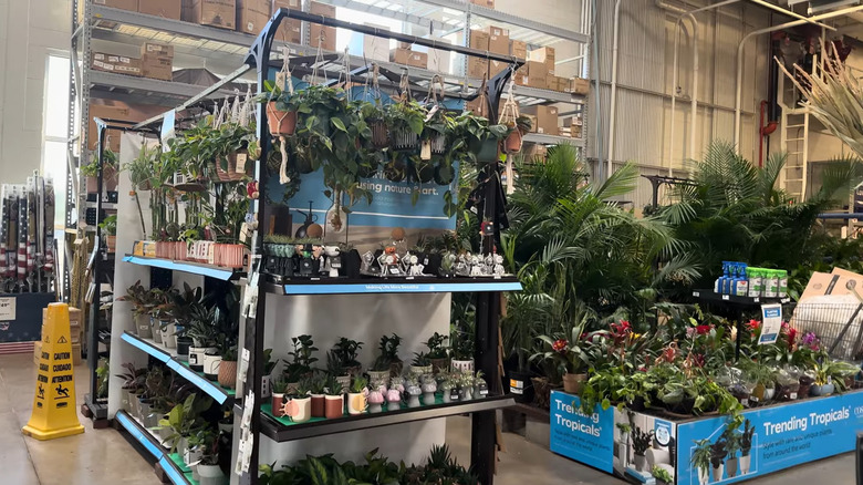 Collection of tropical plants, ferns, and palms in a Lowe's store