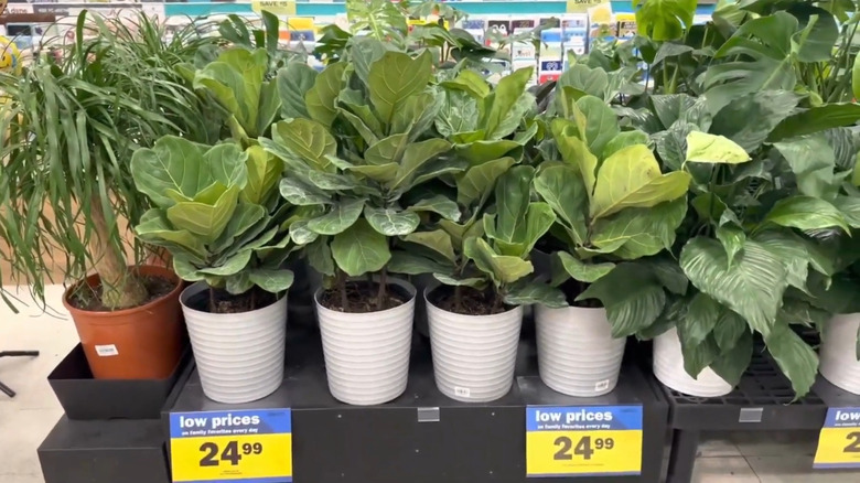 Large houseplants on display with price tags in a Meijer store