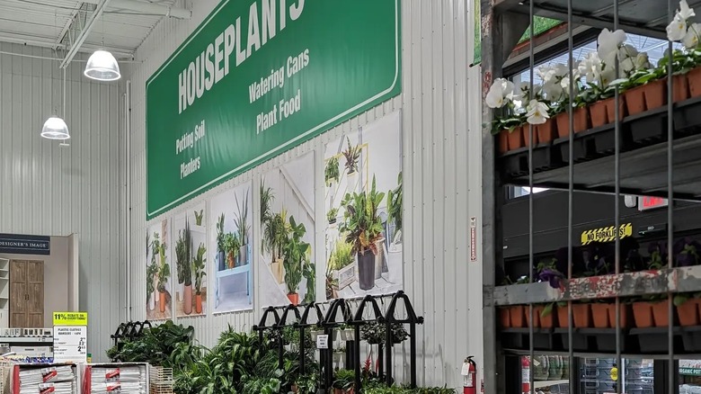 Selection of plants indoors at a Menards