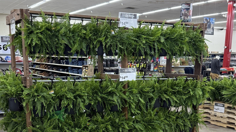 Boston ferns on display for sale in a Rural King Supply store