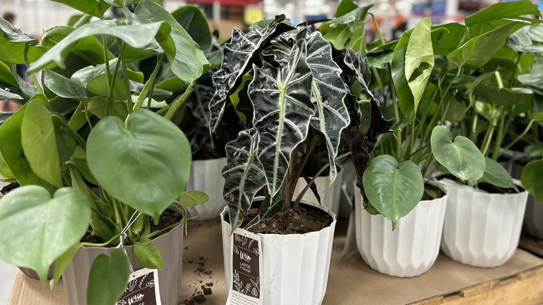 Closeup of various plants in a Sam's Club, with offerings for $99.98.