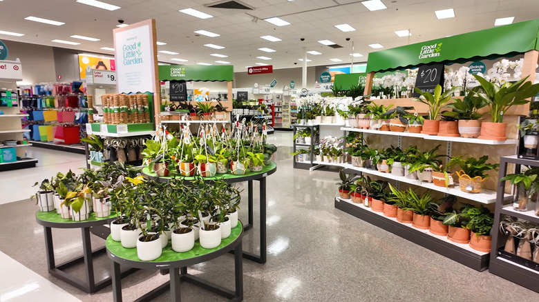 Display of Good Little Garden plants in a Target store, with tables and shelves full of plants