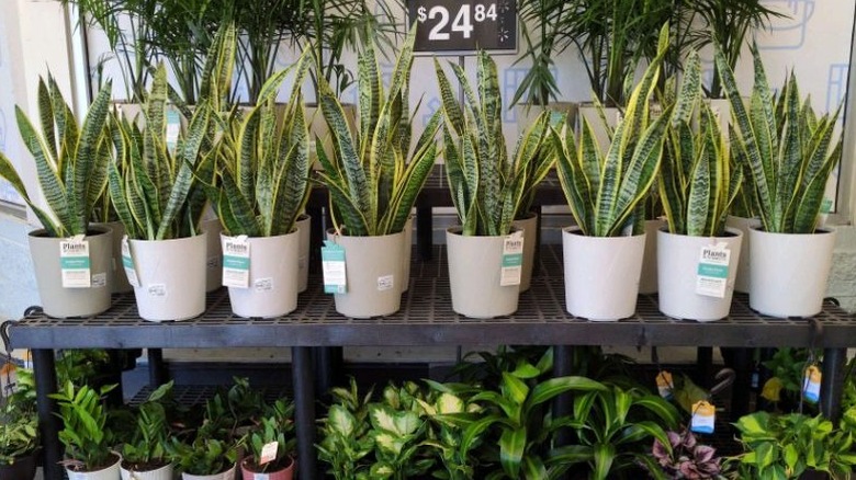 Walmart store with snake plants and other species on a display